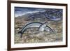 California Grunion (Leuresthes Tenuis), Atherinopsidae-null-Framed Giclee Print