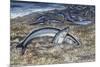 California Grunion (Leuresthes Tenuis), Atherinopsidae-null-Mounted Giclee Print