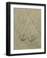 California Gull (Larus californicus) take-off footprints in sand, Copalis Beach-Chris & Tilde Stuart-Framed Photographic Print