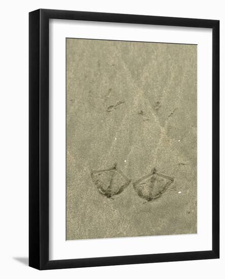 California Gull (Larus californicus) take-off footprints in sand, Copalis Beach-Chris & Tilde Stuart-Framed Photographic Print