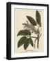 California Horse Chestnut-John Silva-Framed Art Print