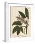 California Horse Chestnut-John Silva-Framed Art Print