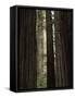 California, Humboldt Redwoods Sp, Old Growth Redwood Forest-Christopher Talbot Frank-Framed Stretched Canvas