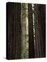 California, Humboldt Redwoods Sp, Old Growth Redwood Forest-Christopher Talbot Frank-Stretched Canvas