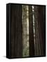 California, Humboldt Redwoods Sp, Old Growth Redwood Forest-Christopher Talbot Frank-Framed Stretched Canvas