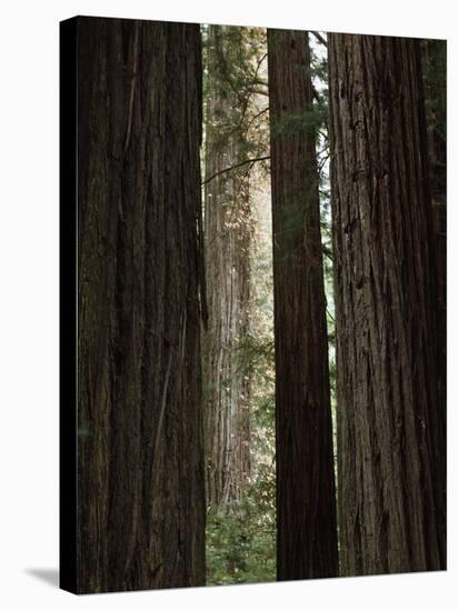 California, Humboldt Redwoods Sp, Old Growth Redwood Forest-Christopher Talbot Frank-Stretched Canvas