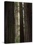 California, Humboldt Redwoods Sp, Old Growth Redwood Forest-Christopher Talbot Frank-Stretched Canvas