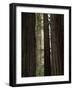 California, Humboldt Redwoods Sp, Old Growth Redwood Forest-Christopher Talbot Frank-Framed Photographic Print