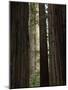 California, Humboldt Redwoods Sp, Old Growth Redwood Forest-Christopher Talbot Frank-Mounted Photographic Print