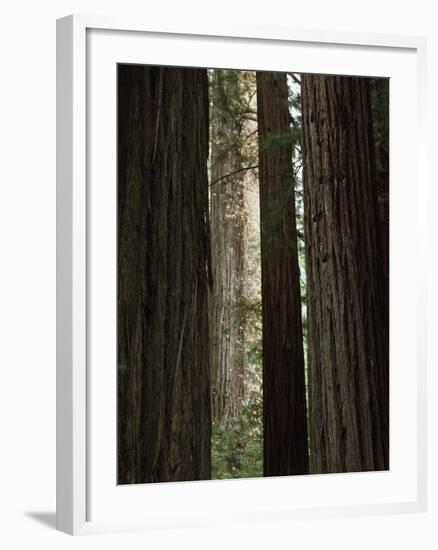 California, Humboldt Redwoods Sp, Old Growth Redwood Forest-Christopher Talbot Frank-Framed Photographic Print