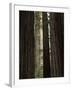 California, Humboldt Redwoods Sp, Old Growth Redwood Forest-Christopher Talbot Frank-Framed Photographic Print
