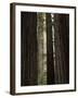 California, Humboldt Redwoods Sp, Old Growth Redwood Forest-Christopher Talbot Frank-Framed Photographic Print