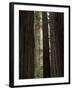 California, Humboldt Redwoods Sp, Old Growth Redwood Forest-Christopher Talbot Frank-Framed Photographic Print