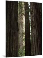 California, Humboldt Redwoods Sp, Old Growth Redwood Forest-Christopher Talbot Frank-Mounted Photographic Print