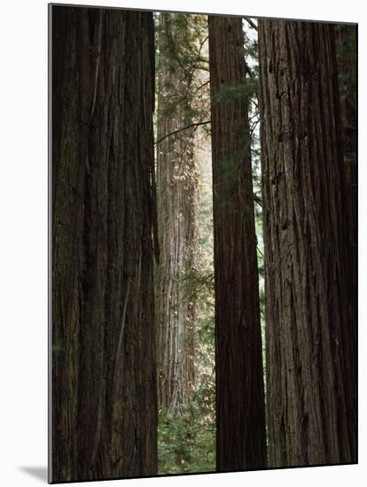 California, Humboldt Redwoods Sp, Old Growth Redwood Forest-Christopher Talbot Frank-Mounted Photographic Print