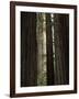 California, Humboldt Redwoods Sp, Old Growth Redwood Forest-Christopher Talbot Frank-Framed Photographic Print