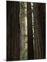 California, Humboldt Redwoods Sp, Old Growth Redwood Forest-Christopher Talbot Frank-Mounted Photographic Print