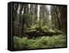 California, Humboldt Redwoods State Park, Coastal Redwoods and Ferns-Christopher Talbot Frank-Framed Stretched Canvas