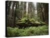 California, Humboldt Redwoods State Park, Coastal Redwoods and Ferns-Christopher Talbot Frank-Stretched Canvas