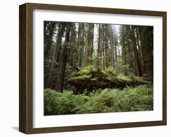 California, Humboldt Redwoods State Park, Coastal Redwoods and Ferns-Christopher Talbot Frank-Framed Photographic Print