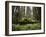 California, Humboldt Redwoods State Park, Coastal Redwoods and Ferns-Christopher Talbot Frank-Framed Photographic Print