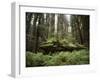 California, Humboldt Redwoods State Park, Coastal Redwoods and Ferns-Christopher Talbot Frank-Framed Photographic Print