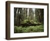 California, Humboldt Redwoods State Park, Coastal Redwoods and Ferns-Christopher Talbot Frank-Framed Photographic Print