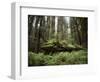 California, Humboldt Redwoods State Park, Coastal Redwoods and Ferns-Christopher Talbot Frank-Framed Photographic Print