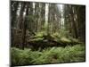 California, Humboldt Redwoods State Park, Coastal Redwoods and Ferns-Christopher Talbot Frank-Mounted Photographic Print