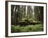 California, Humboldt Redwoods State Park, Coastal Redwoods and Ferns-Christopher Talbot Frank-Framed Photographic Print