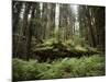 California, Humboldt Redwoods State Park, Coastal Redwoods and Ferns-Christopher Talbot Frank-Mounted Photographic Print