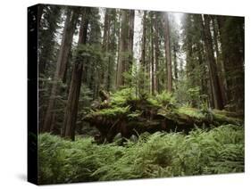 California, Humboldt Redwoods State Park, Coastal Redwoods and Ferns-Christopher Talbot Frank-Stretched Canvas