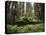 California, Humboldt Redwoods State Park, Coastal Redwoods and Ferns-Christopher Talbot Frank-Stretched Canvas
