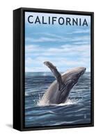 California - Humpback Whale-Lantern Press-Framed Stretched Canvas