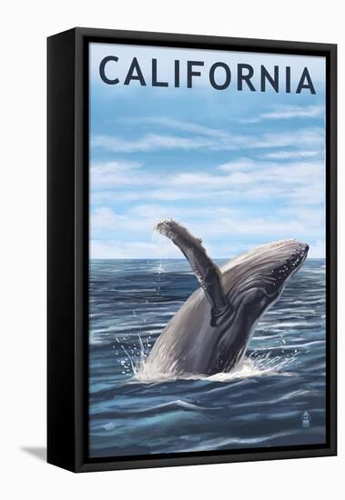 California - Humpback Whale-Lantern Press-Framed Stretched Canvas