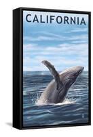 California - Humpback Whale-Lantern Press-Framed Stretched Canvas