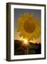 California. Hybrid Sunflower-Jaynes Gallery-Framed Photographic Print