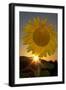 California. Hybrid Sunflower-Jaynes Gallery-Framed Photographic Print