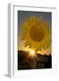 California. Hybrid Sunflower-Jaynes Gallery-Framed Photographic Print