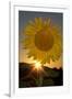 California. Hybrid Sunflower-Jaynes Gallery-Framed Photographic Print