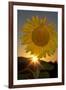 California. Hybrid Sunflower-Jaynes Gallery-Framed Photographic Print