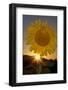 California. Hybrid Sunflower-Jaynes Gallery-Framed Photographic Print