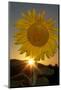 California. Hybrid Sunflower-Jaynes Gallery-Mounted Photographic Print