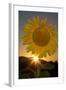 California. Hybrid Sunflower-Jaynes Gallery-Framed Photographic Print