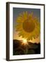 California. Hybrid Sunflower-Jaynes Gallery-Framed Photographic Print