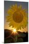 California. Hybrid Sunflower-Jaynes Gallery-Mounted Photographic Print