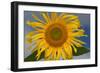 California. Hybrid Sunflower-Jaynes Gallery-Framed Photographic Print