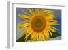 California. Hybrid Sunflower-Jaynes Gallery-Framed Photographic Print