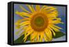 California. Hybrid Sunflower-Jaynes Gallery-Framed Stretched Canvas