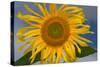 California. Hybrid Sunflower-Jaynes Gallery-Stretched Canvas